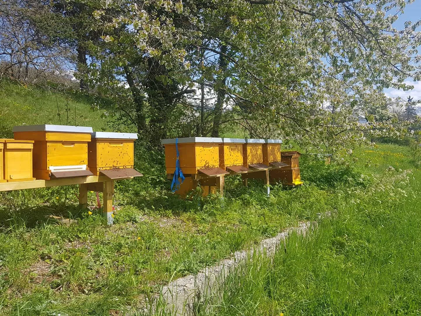 Ruches jaunes dans un verger en fleurs, sur un terrain en pente
