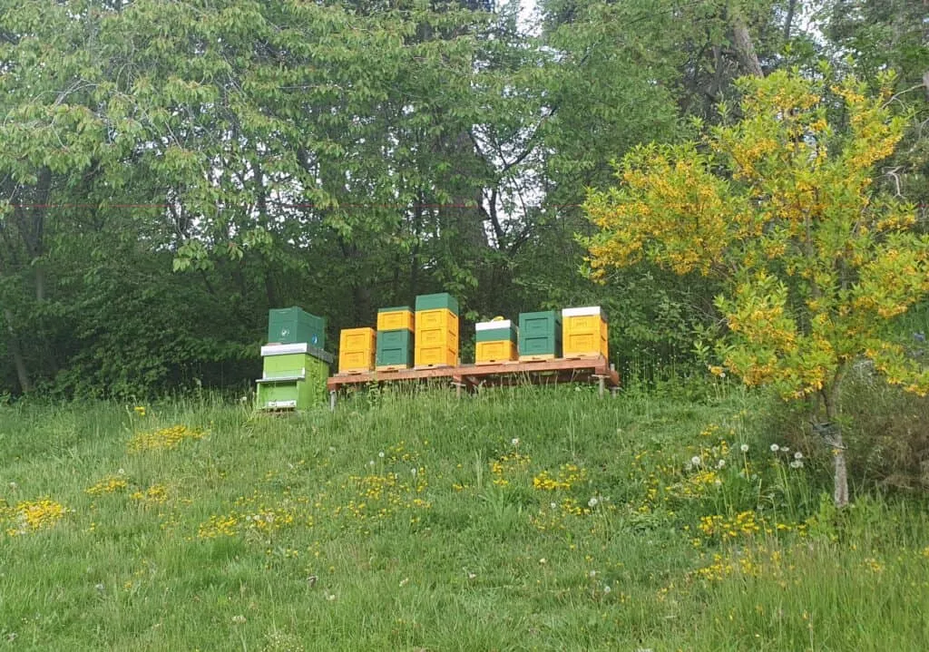 Petites ruches de différentes couleurs dans une prairie arborée