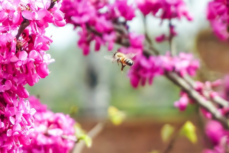tilt shift lens photography of bee near pink flowers during daytime